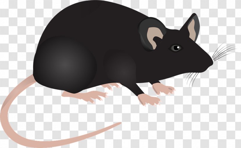 Computer Mouse Rodent Rat - Mammal - Blue Rose Transparent PNG