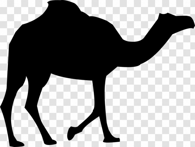 Dromedary Bactrian Camel Royalty-free Clip Art - Monochrome Photography - Silhouette Transparent PNG