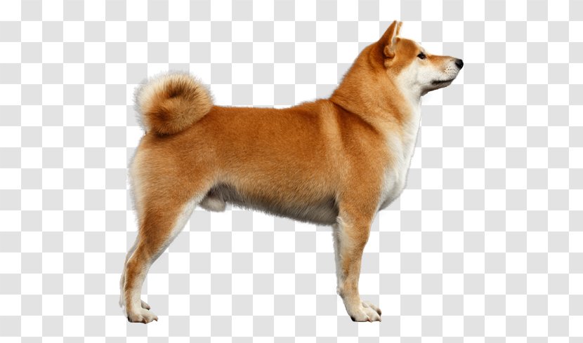 Akita Shiba Inu Alaskan Klee Kai Puppy German Shepherd Transparent PNG