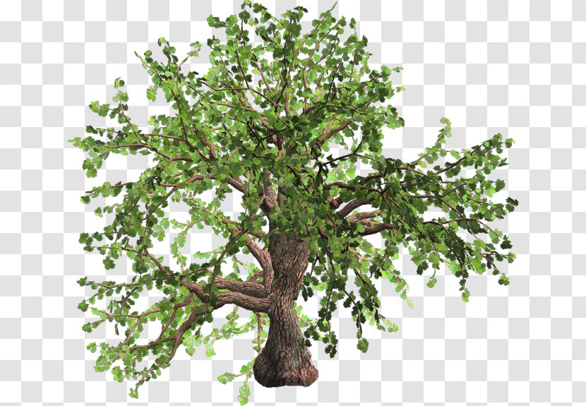 Tree Oak Plant Fashion Spring - Bing Transparent PNG