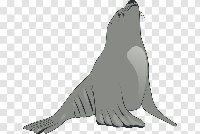 Sea Lion Pinniped Clip Art - Walrus - Dance Transparent PNG