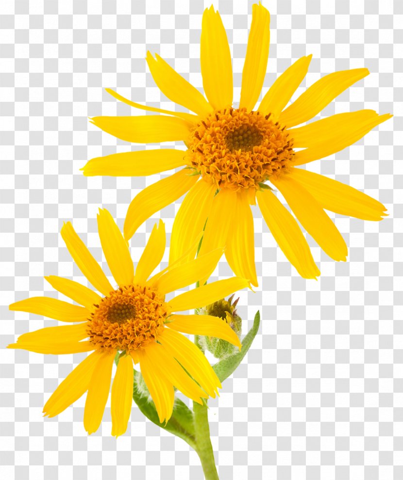 arnica essential oil