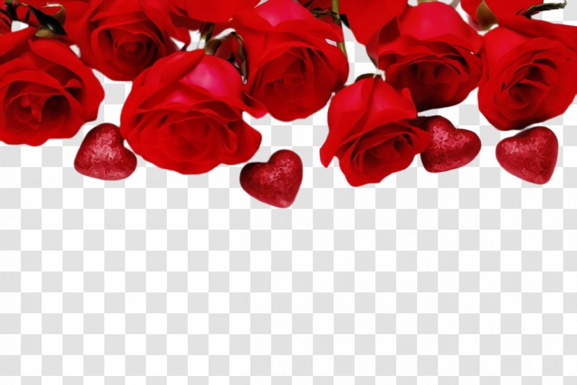 Garden Roses - Valentines Day - Rose Family Transparent PNG