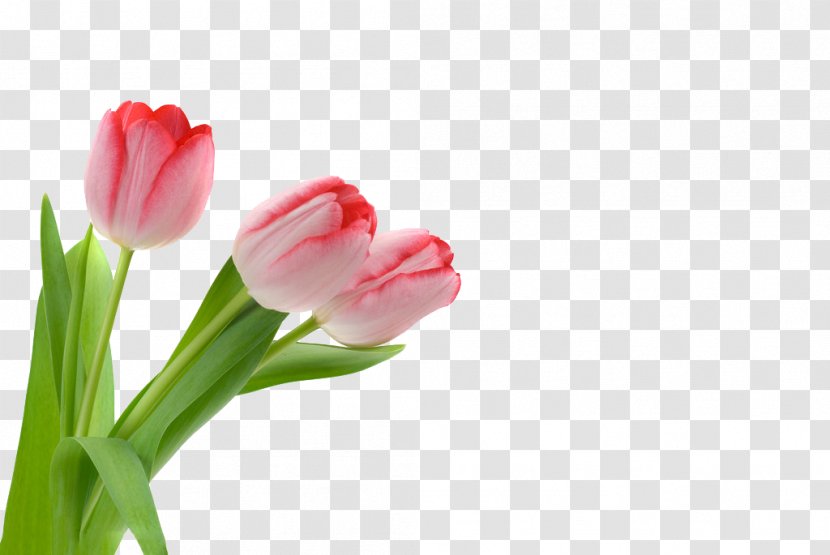 Tulip Flower - Gratis - Flowers Transparent PNG