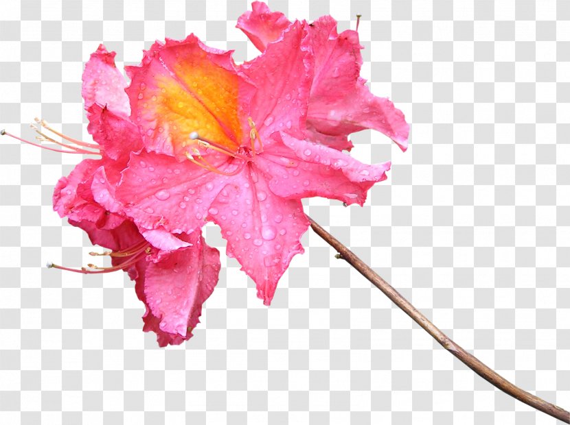 Flower Photography Pink Color - Petal - Cherry Blossom Transparent PNG