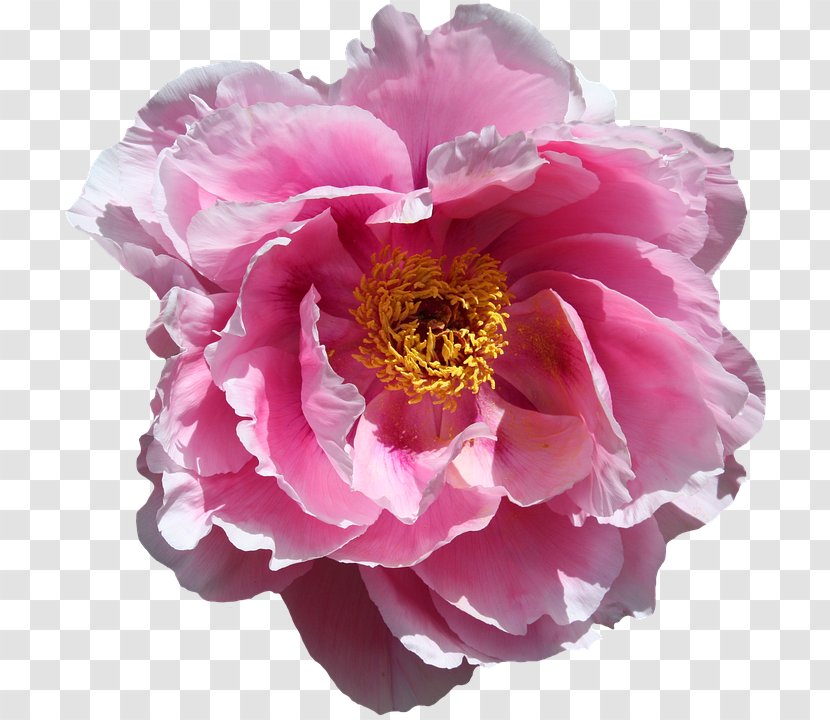 Cabbage Rose Desktop Wallpaper Flower Download Garden Roses - Rosa Centifolia Transparent PNG