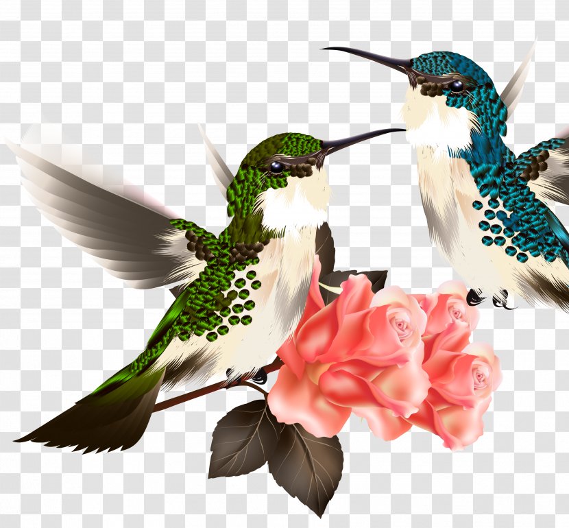 Hummingbird Drawing Illustration - Rubythroated - Bird Transparent PNG