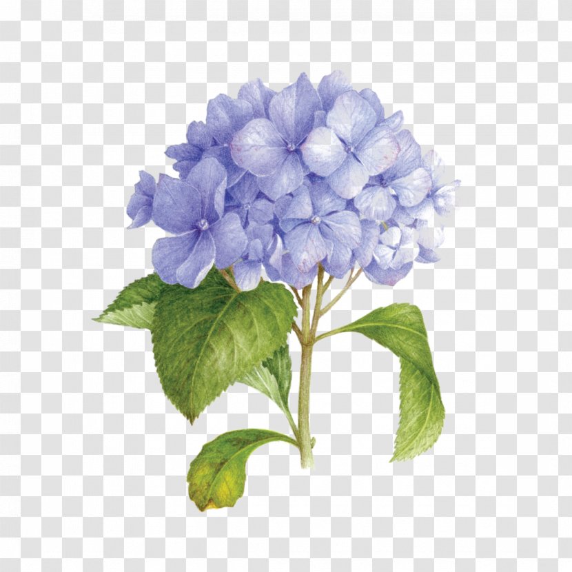 Flowers Background - Pillow - California Lilac Cut Transparent PNG