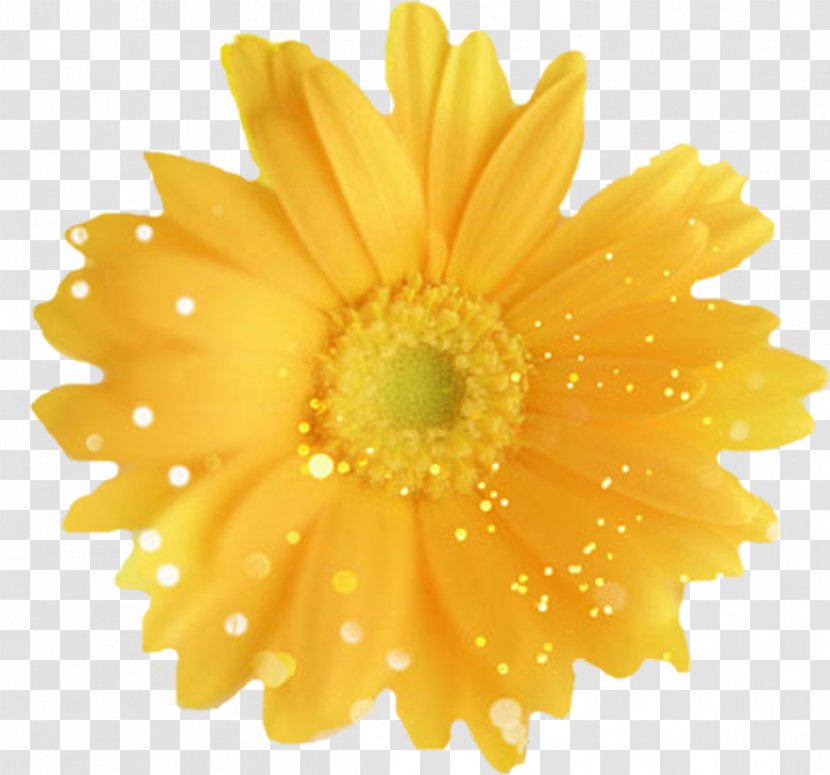 Common Dandelion Flower Yellow Desktop Wallpaper Stock Photography - Camomile Transparent PNG