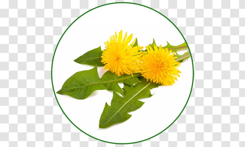 Dietary Supplement Health Herb Plant Dandelion - Tablet Transparent PNG