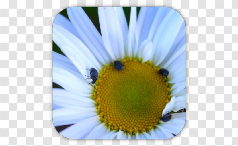 Honey Bee Nectar Oxeye Daisy Pollen - Closeup Transparent PNG