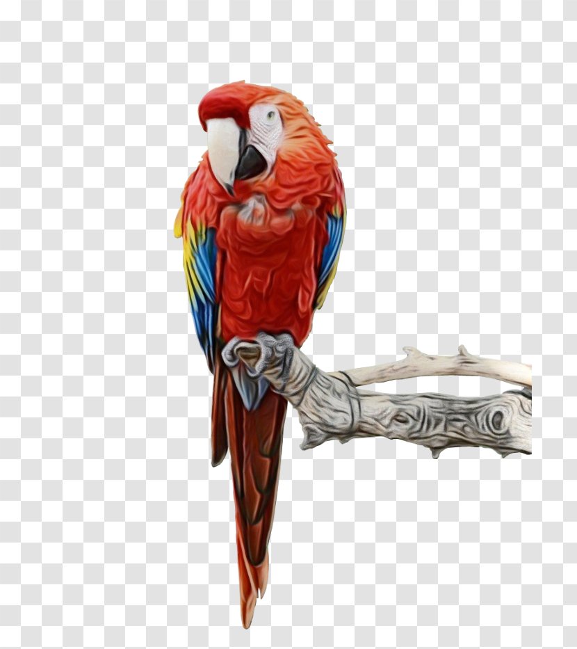 Macaw Bird Clip Art Image - Parrot - Kea Transparent PNG