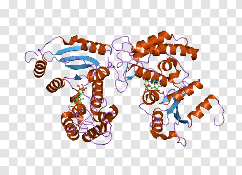 CD38 Glycoprotein Cluster Of Differentiation Immune System White Blood Cell - Cellular Transparent PNG