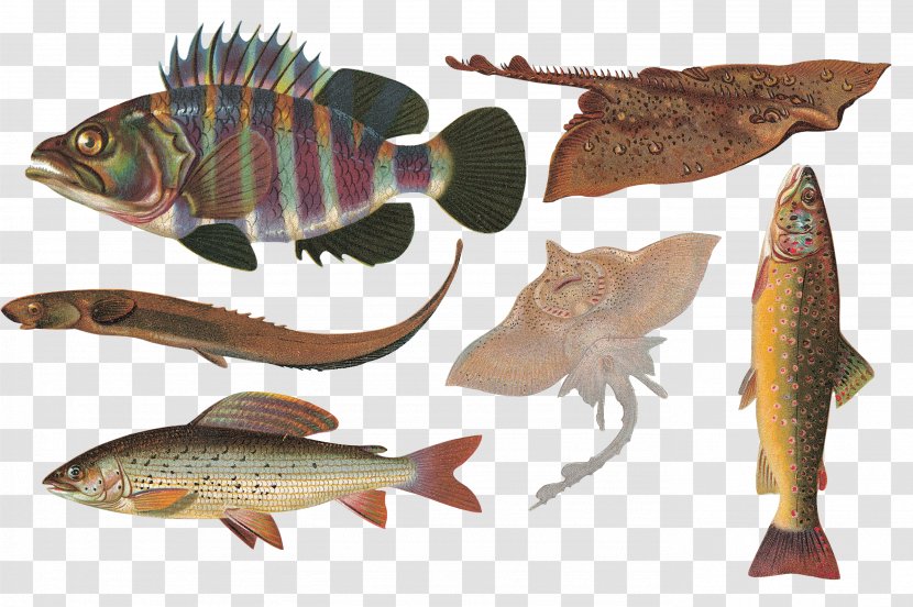 Fish Animal Clip Art - Cod Transparent PNG