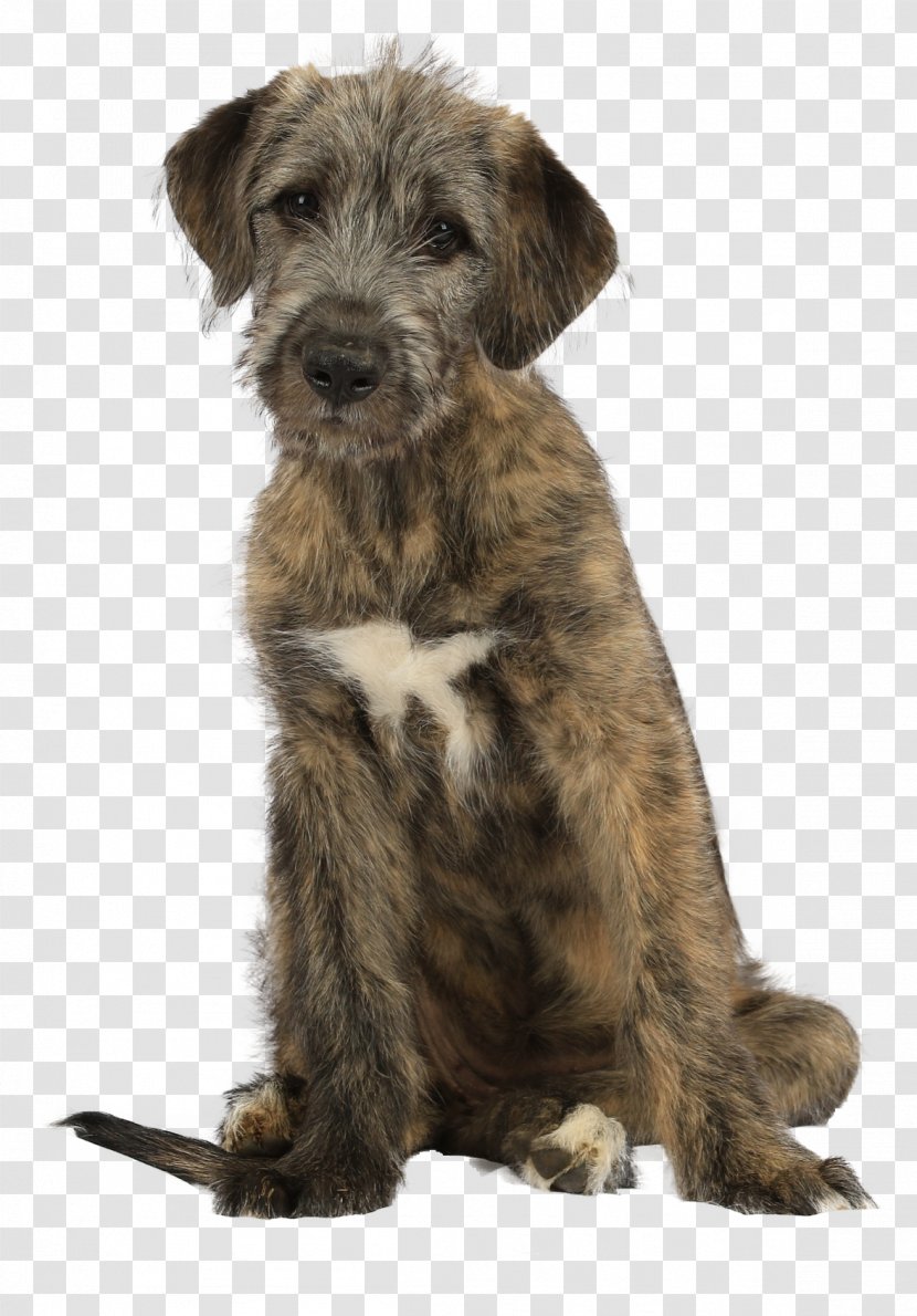 Glen Irish Wolfhound Terrier Lurcher Cesky - Of Imaal Transparent PNG