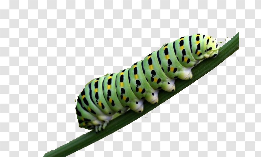 Butterfly Caterpillar Larva Pollinator - Invertebrate - In The Family Larvae Are Carnivorous Transparent PNG