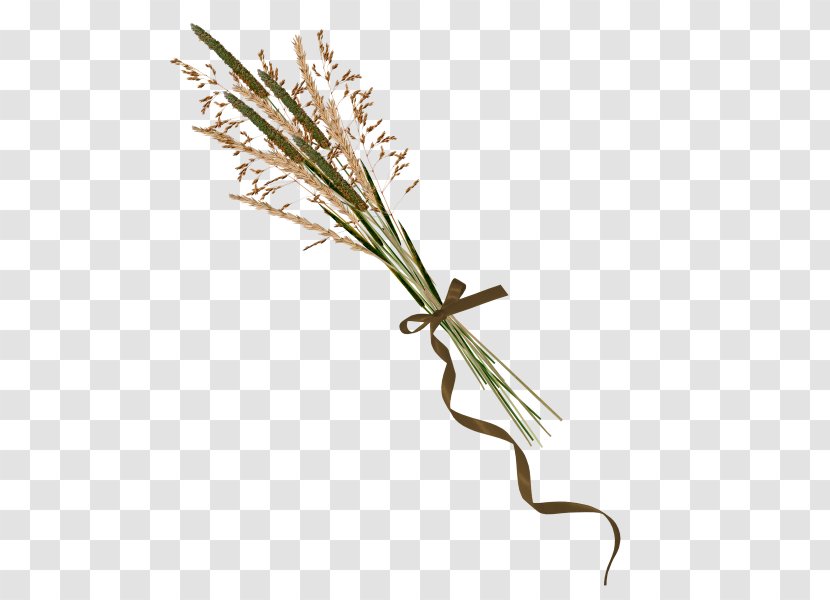 A Bunch Of Wheat - Grass - Flower Transparent PNG