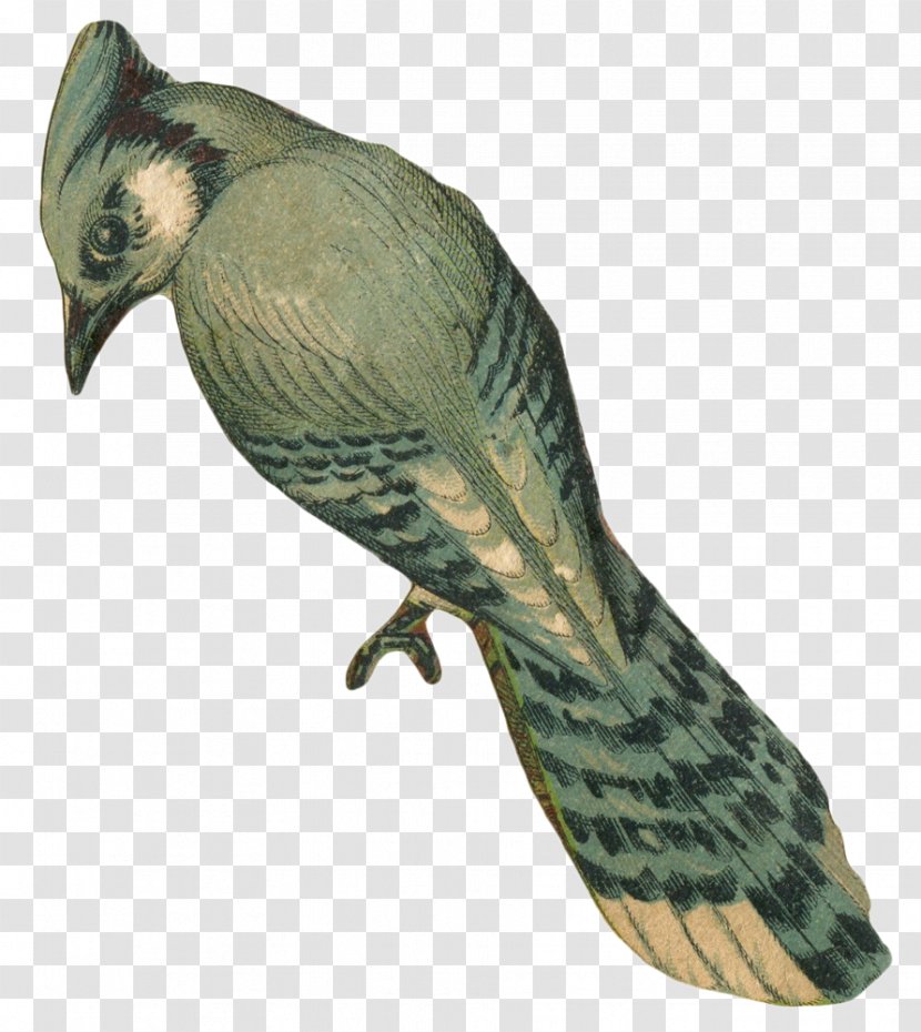 Bird Parrot Desktop Wallpaper Blue Jay Clip Art - Cuculiformes Transparent PNG
