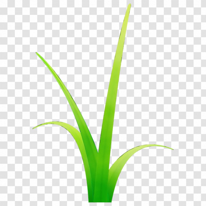 Plant Flower Leaf Terrestrial Grass Family - Paint - Stem Houseplant Transparent PNG
