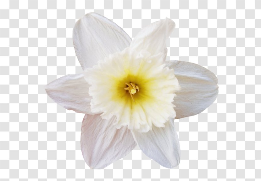 Flower White Petal Transparent PNG