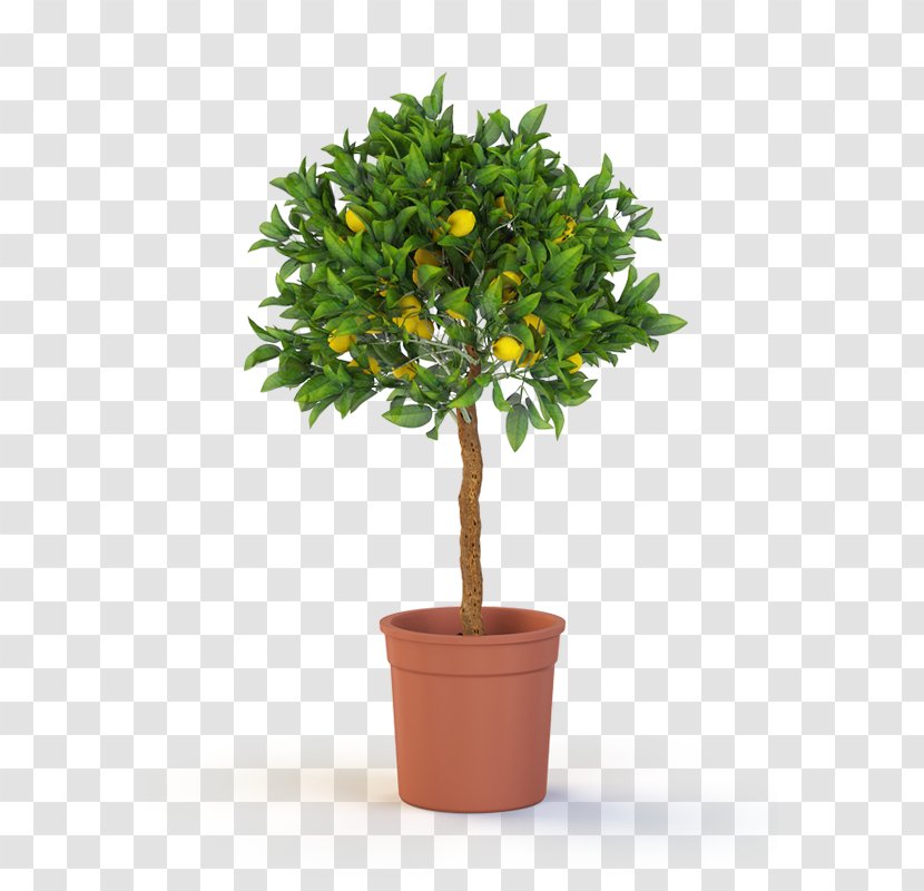 Topiary Tree Box Weeping Fig Container Garden - Lemon Transparent PNG