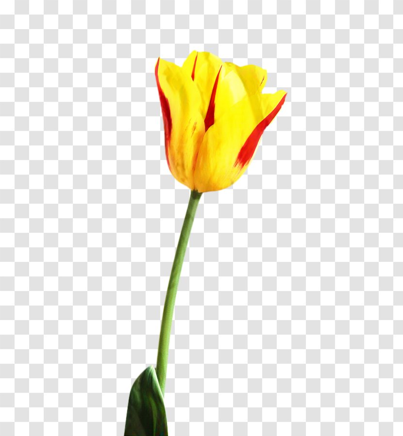 Flowers Background - Petal - Lily Family Bud Transparent PNG