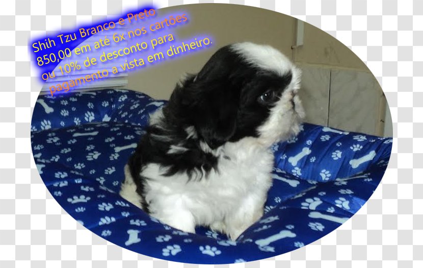 Shih Tzu Japanese Chin Havanese Dog Chinese Imperial Puppy Transparent PNG