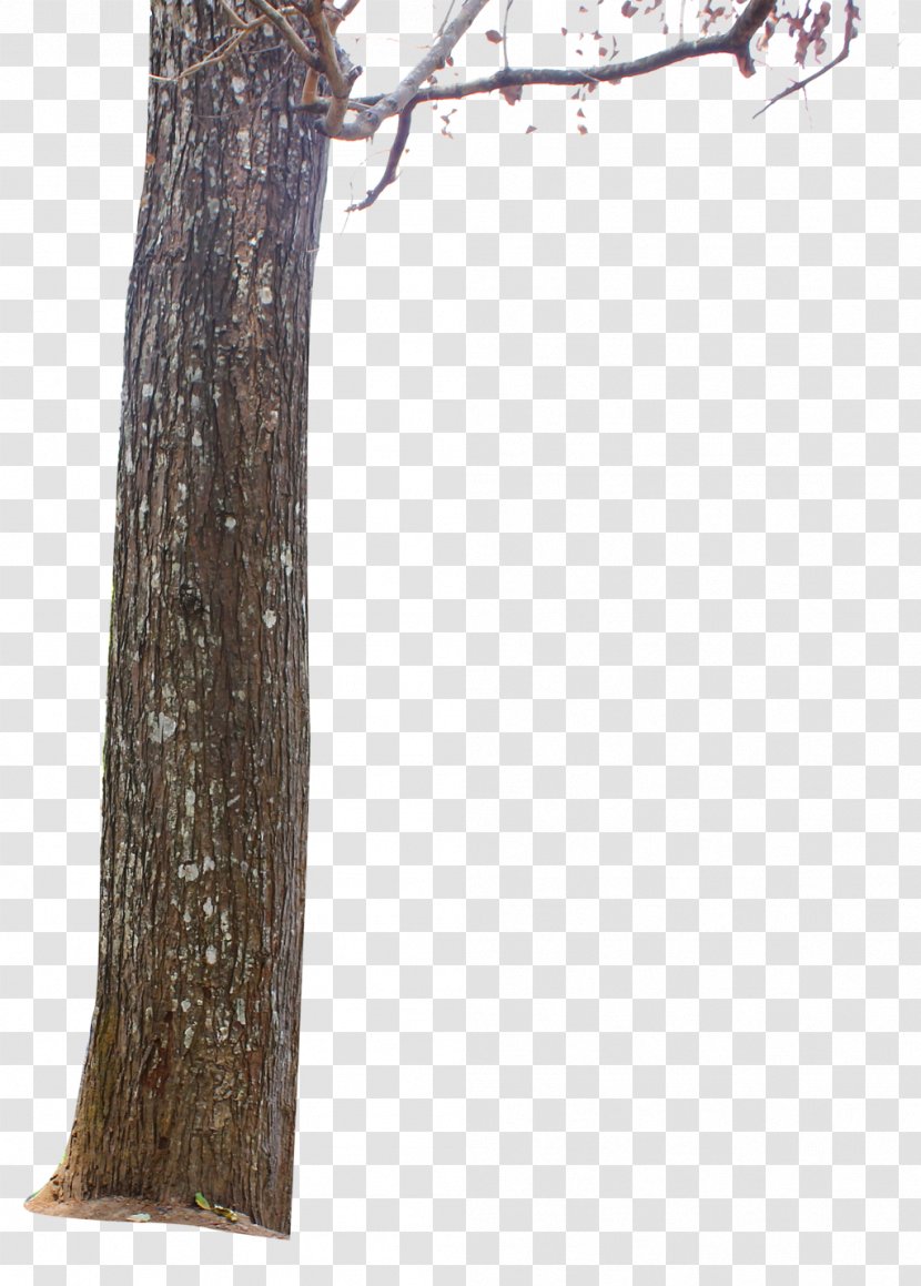 Tree Stump Trunk Branch Transparent PNG