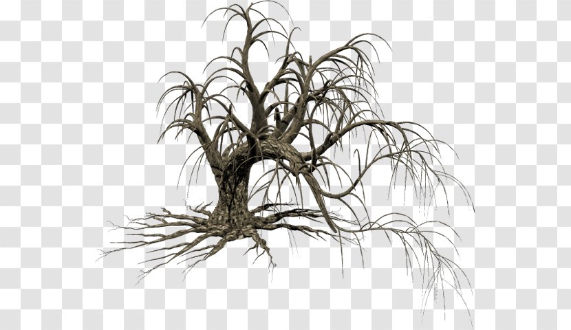 Image Tree Clip Art Twig - Woody Plant - Drawing Trees Transparent PNG
