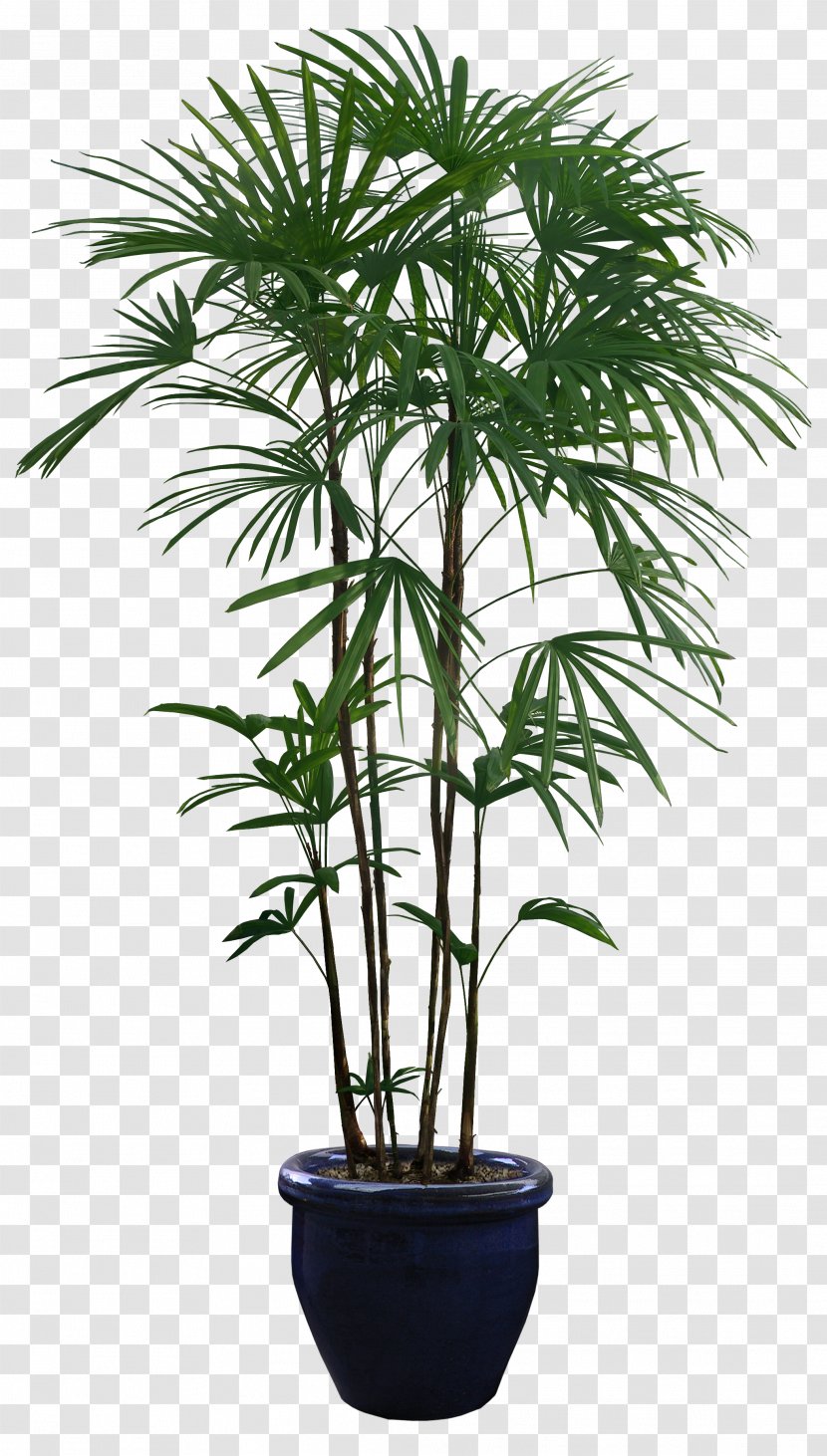 Houseplant Flowerpot - Arecales - Palm Tree Transparent PNG