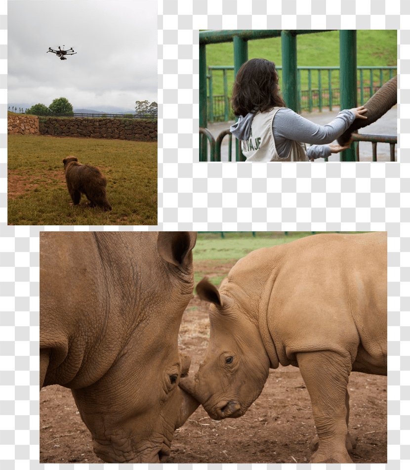 Rhinoceros Wildlife Terrestrial Animal Snout Safari - Ephedia Partie 2 Transparent PNG