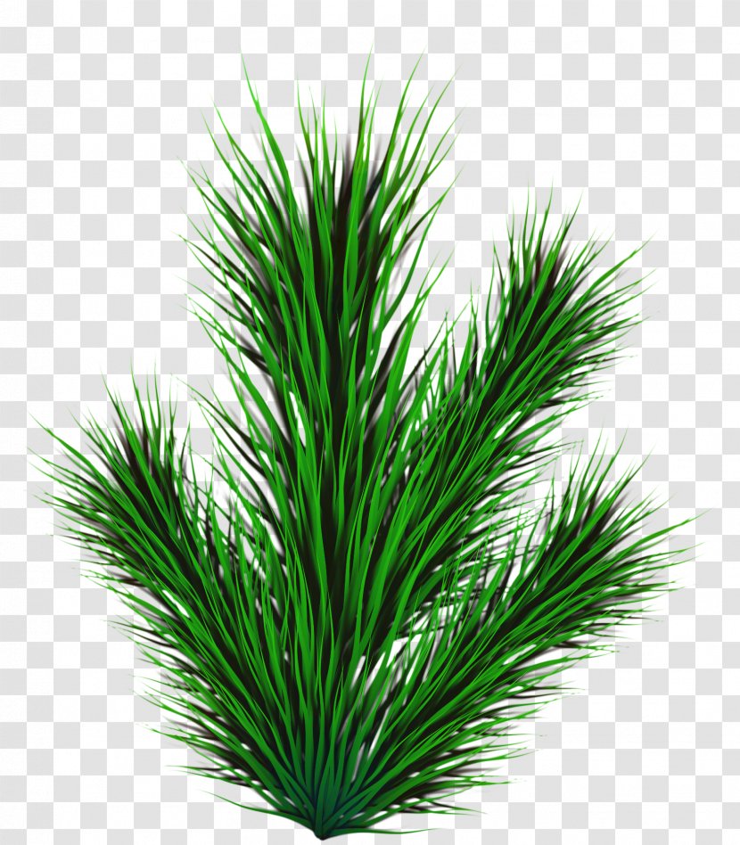 Palm Tree Background - Herb - Shrub Transparent PNG
