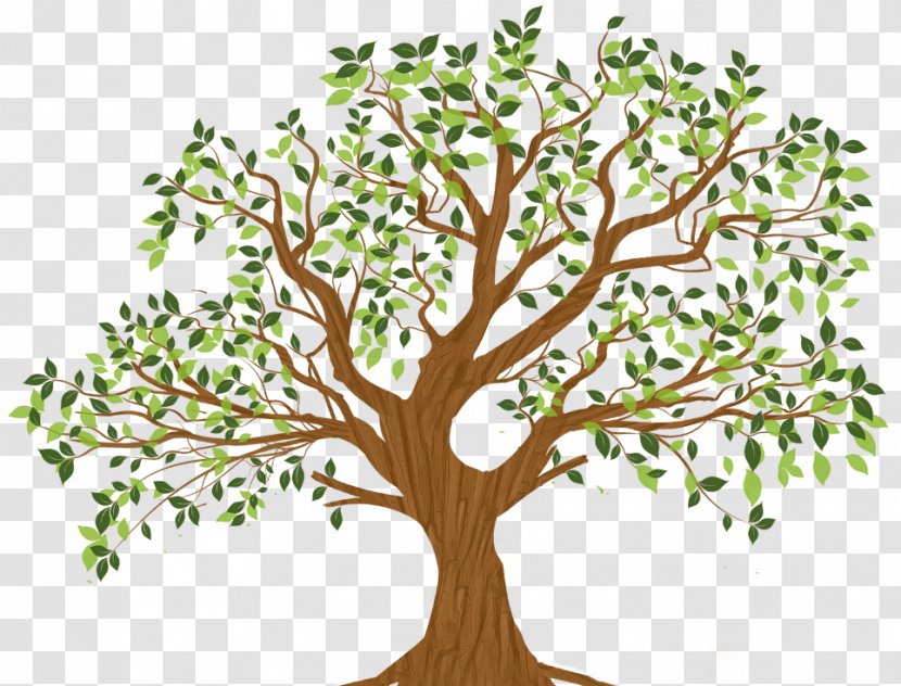 Tree Branch Root Leaf - Plant Transparent PNG