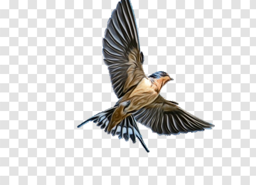 Bird Beak European Swallow Cliff Swallow Wing Transparent PNG