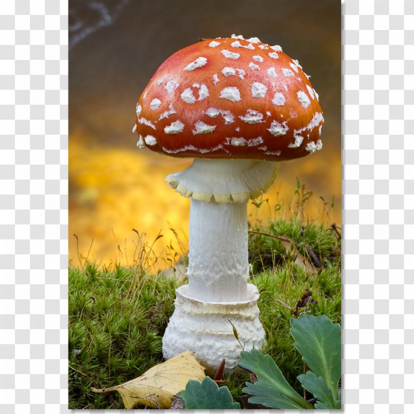 Mushroom Agaric - Cantharellus Cibarius Transparent PNG