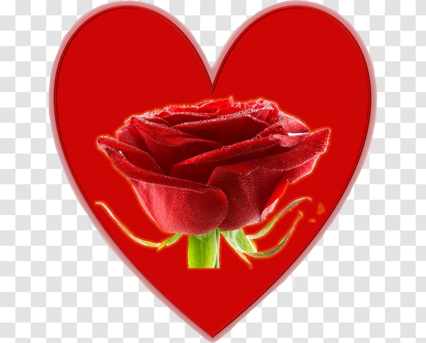 Garden Roses Valentine's Day Cut Flowers Petal - Heart - Rose Transparent PNG