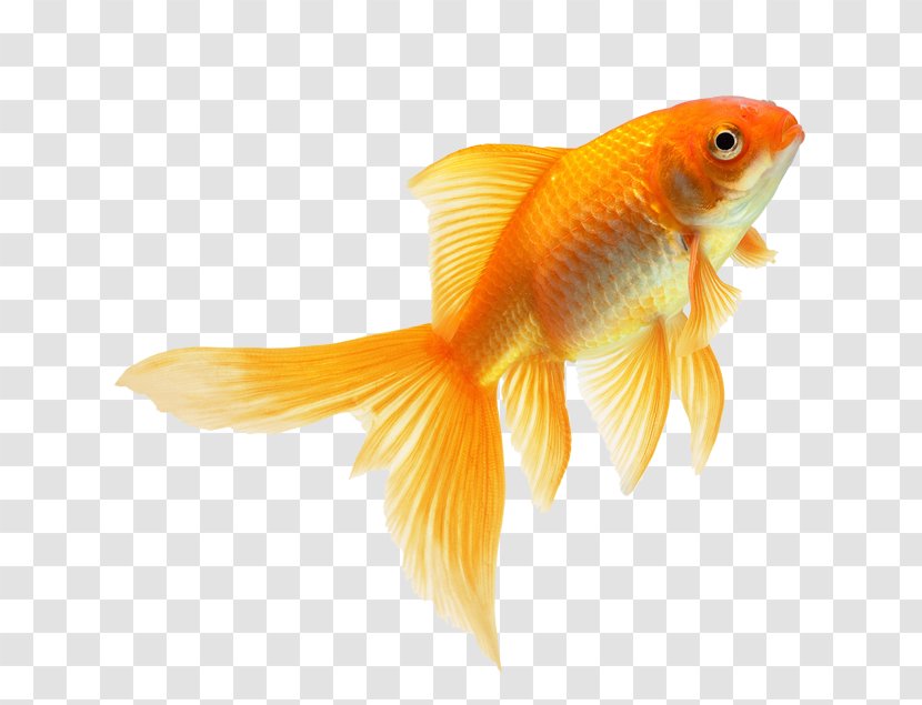 The Goldfish That Jumped Fin Feeder Fish Transparent PNG