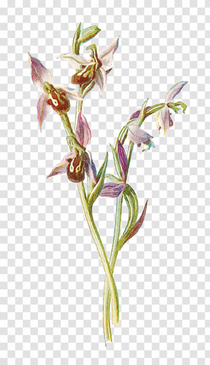 Flower Orchids Plant Ophrys Apifera Clip Art - Stem - Orchid Transparent PNG