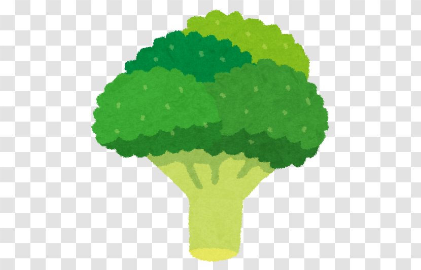 Broccoli Sulforaphane Cauliflower Vegetable Food - Tree Transparent PNG
