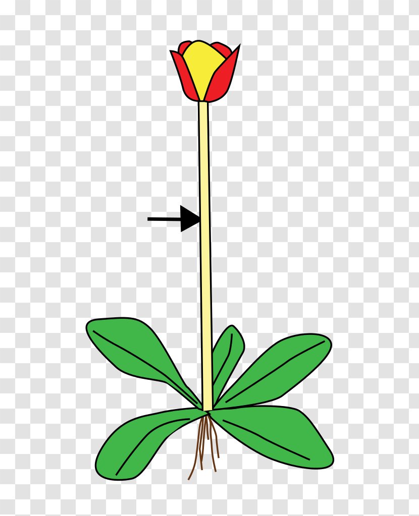 Plant Stem Flower Leaf Root - Drawing - Scape Transparent PNG