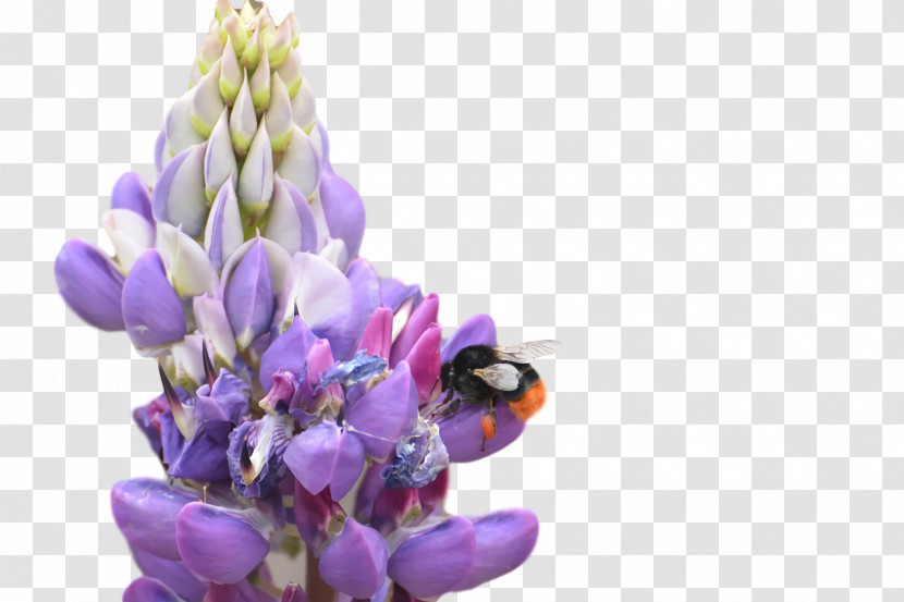 Lavender Transparent PNG