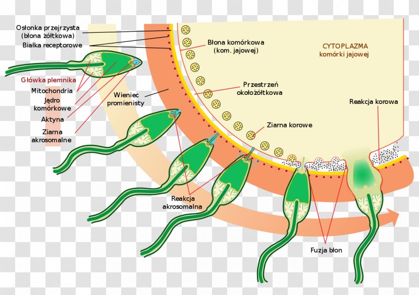 Acrosome Reaction Spermatozoon Capacitation - Cartoon - Sperma Transparent PNG