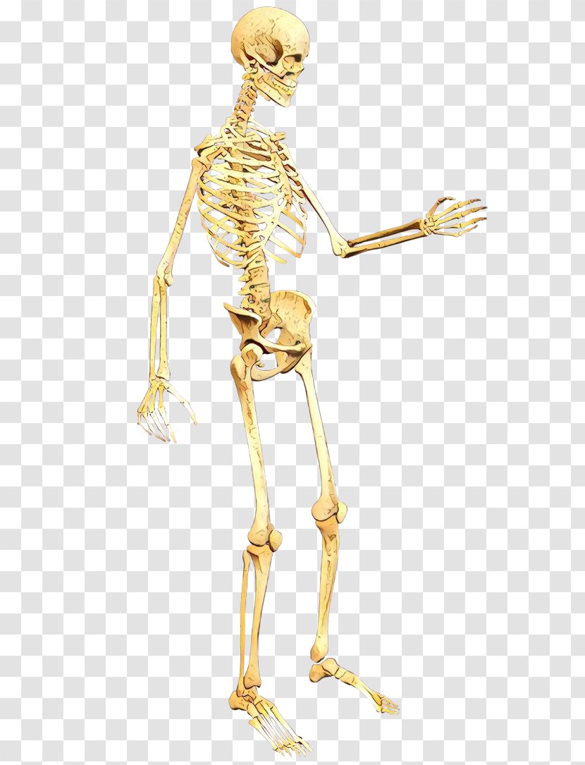 Skeleton Shoulder Joint Human Anatomy Leg - Body Knee Transparent PNG