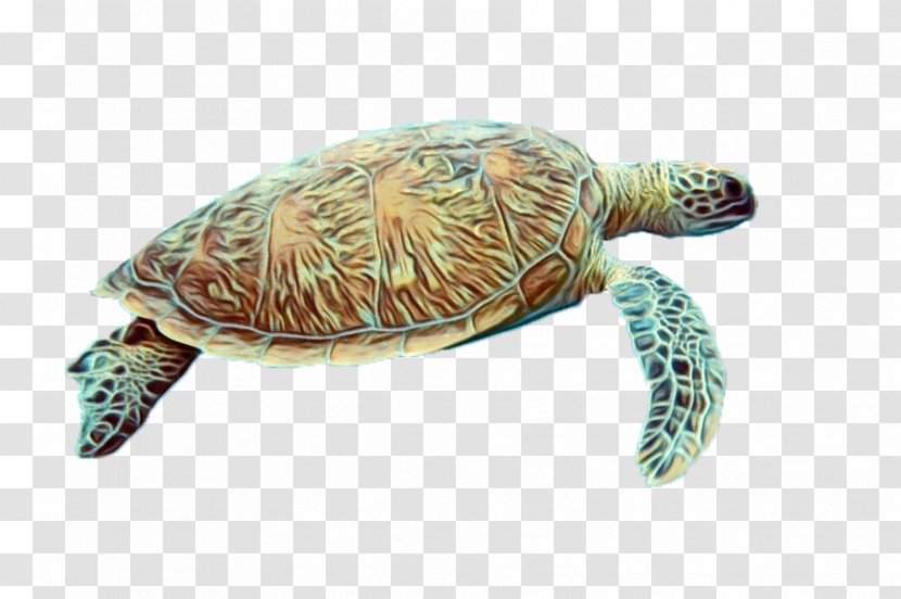 Sea Turtle Tortoise Olive Ridley Green - Wet Ink - Loggerhead Reptile Transparent PNG