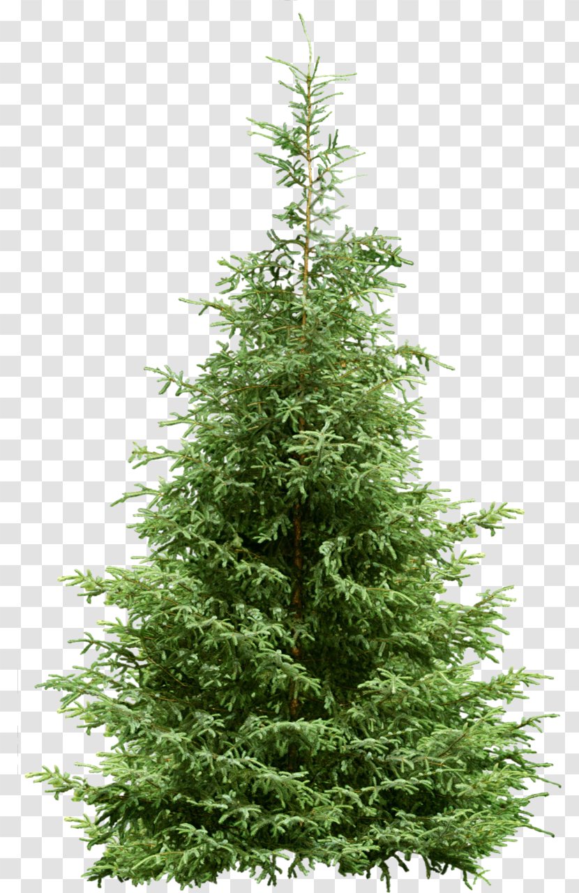 Tree Pine Fir Spruce - Temperate Coniferous Forest - Fir-tree Transparent PNG