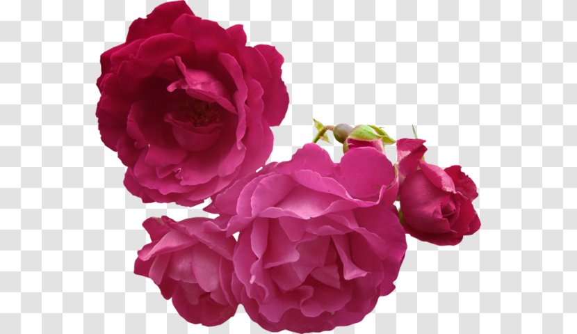 Garden Roses Cabbage Rose China Wedding Blog - Rosa Centifolia - Pink And White Transparent PNG