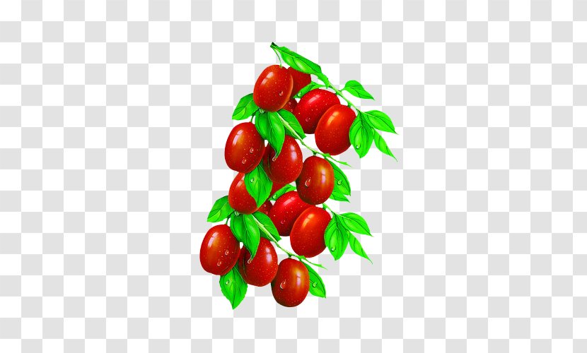 Jujube Tea Food Tomato - Dongzao - Hand-painted Dates Transparent PNG