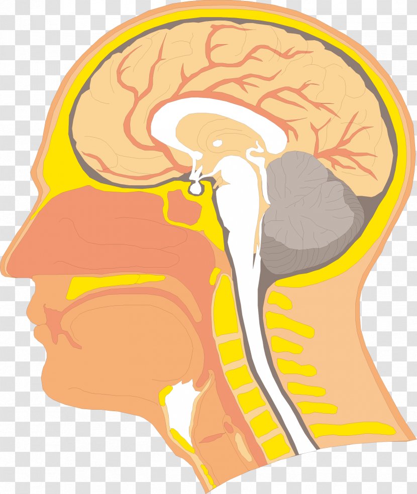 Swallowing Anatomy Velopharyngeal Insufficiency Human Body Head - Heart - Brain Flip Chart Transparent PNG