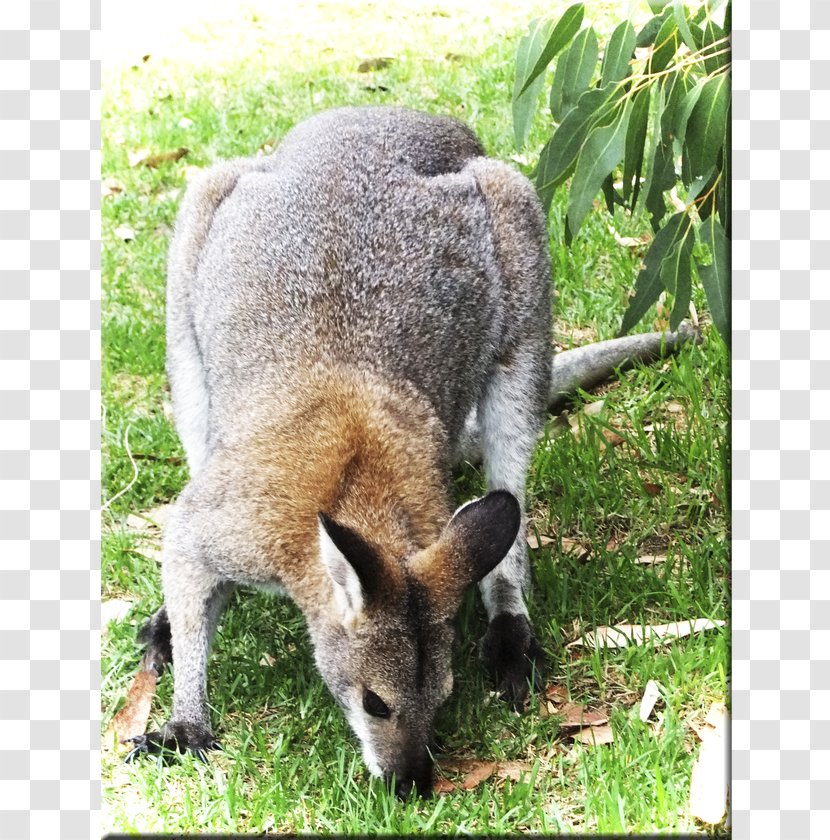 Wallaby Reserve Kangaroo Fur Terrestrial Animal Snout - Macropodidae - Eastern Grey Transparent PNG