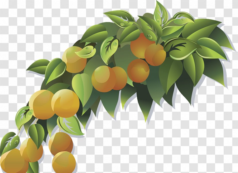 Citrus Xd7 Sinensis Bitter Orange Mandarin Tangerine - Tree Vector Transparent PNG